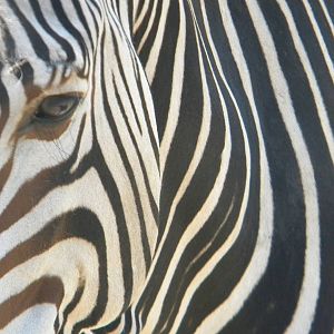 Bette the Hartmann's Mountain Zebra at Blackpool Zoo 05/08/11