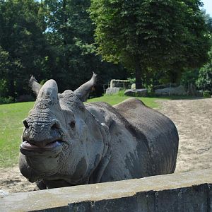 Indian Rhino - Shikari