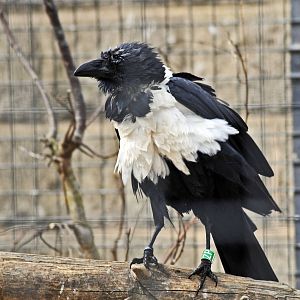Pied Crow