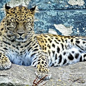 Amur Leopard