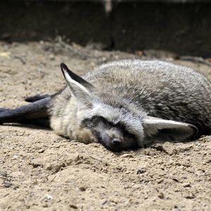 Bat Eared Fox
