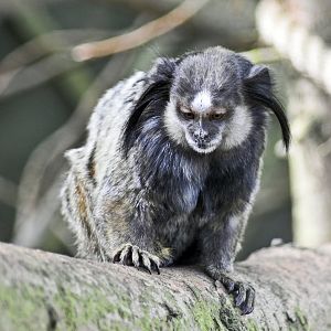Black Eared Marmoset