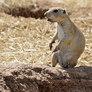 Black Tailed Prairie Dog