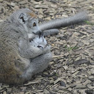 Crowned Lemur & Baby
