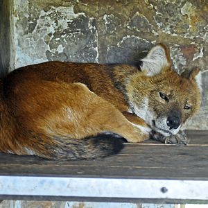 Dhole