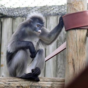 Dusky Langur