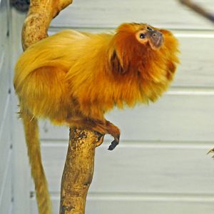 Golden Lion Tamarin