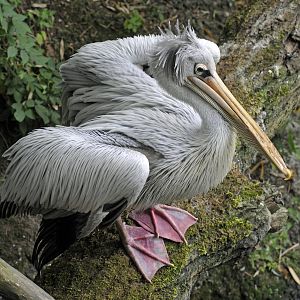 Pink Backed Pelican