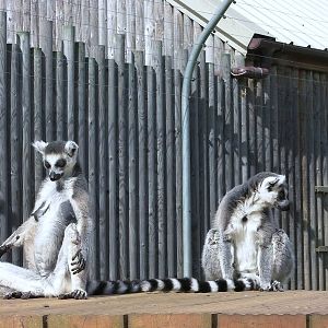 Lemur Walk-through - 27.07.2011