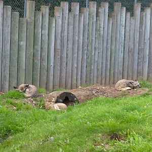 Bat Eared Fox Enclosure- 27.07.2011