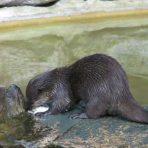 Feeding Time for the Otters - 27.07.2011