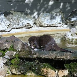 Feeding Time for the Otters - 27.07.2011
