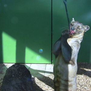 Feeding Time for the Fozza - 27.07.2011