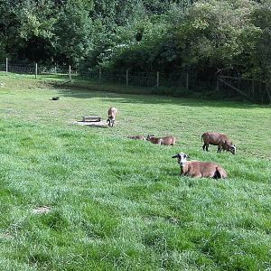 Cameroon Sheep Paddock - 27.07.2011