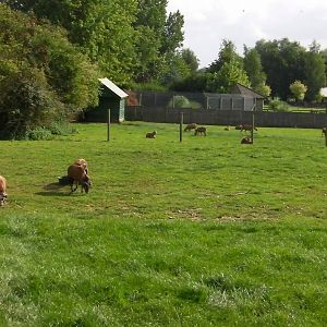 Cameroon Sheep Paddock - 27.07.2011