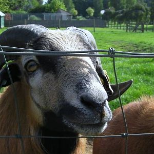Cameroon Sheep Paddock - 27.07.2011