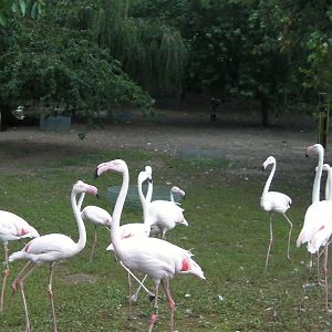Flamingos - 27.07.2011