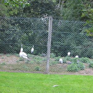 Mixed Bird Enclosure - 29.07.2011