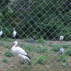 Mixed Bird Enclosure - 29.07.2011