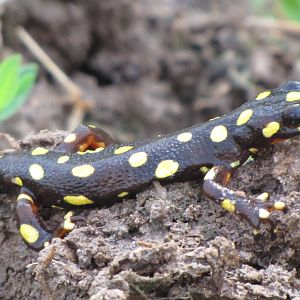 Neurergus microspilotus (kordestan mountain newt)
