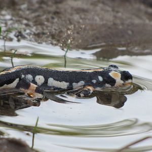 Neurergus kaiseri(lorestan newt)