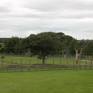 Plains of Africa - 29.07.2011