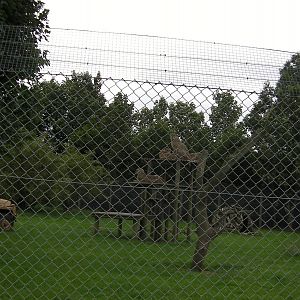 Cheetah Enclosure - 29.07.2011