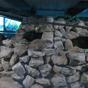 Rock Hyrax Enclosure - 29.07.2011