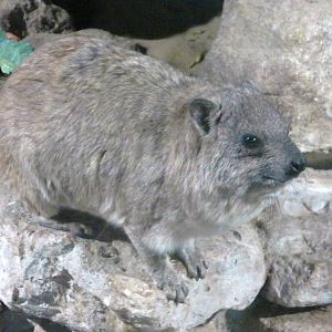 Rock Hyrax - 29.07.2011