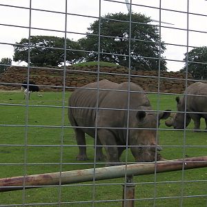 Rhino and Ostrich - 29.07.2011