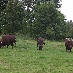 Ankole Cattle Enclosure - 29.07.2011