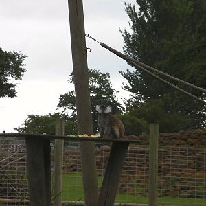 Lemur Islands - 29.07.2011