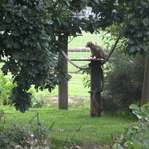 Lemur Islands - 29.07.2011