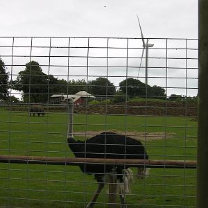 Plains of Africa - 29.07.2011