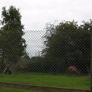 Bongo Paddock - 29.07.2011