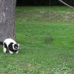 Lemur Islands - 29.07.2011