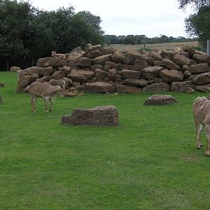 Barbary Sheep Enclosure - 29.07.2011