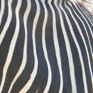 Hartmann's Mountain Zebra skin at Blackpool