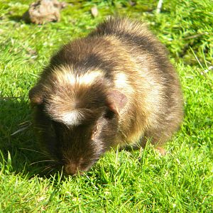 Guinea Pig at Blackpool Zoo 05/08/11