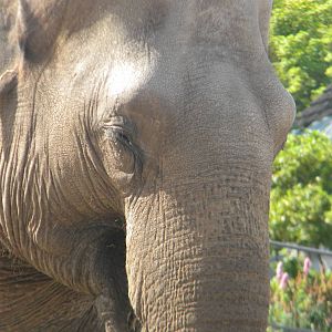 Asian Elephant at Blackpool Zoo 05/08/11