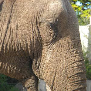 Asian Elephant at Blackpool Zoo 05/08/11