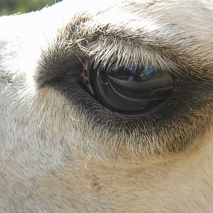 Llama at Blackpool Zoo 05/08/11