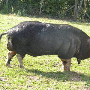 Rudolph the Kune kune Pig at Blackpool Zoo 05/08/11