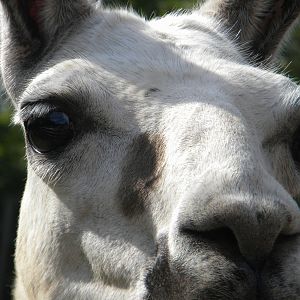 Llama at Blackpool Zoo 05/08/11