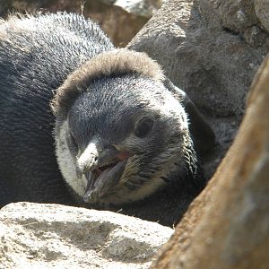 Magnelliac Penguin chick at Blackpool Zoo 08/05/11