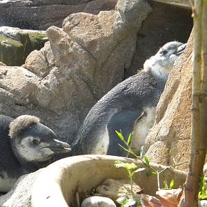Magnelliac Penguin chicks at Blackpool Zoo 08/05/11