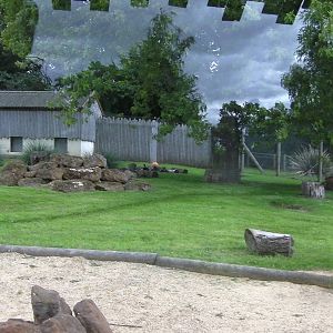 Striped Hyaena Encosure - 29.07.2011