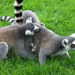 Lemur Walk-through - 29.07.2011