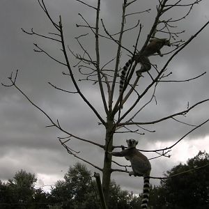 Lemur Walk-through - 29.07.2011