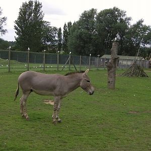 Somali Wild Ass - 29.07.2011